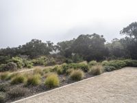 Dawn in California: A Serene Valley of Nature