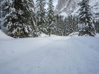 snow and fir trees are lining a ski slope in the mountainside area of evergreen forest, with a snowy slope on the other side