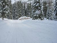 snow and fir trees are lining a ski slope in the mountainside area of evergreen forest, with a snowy slope on the other side