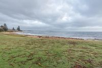 some green grass and some trees near the water shore and shore line of a body of water