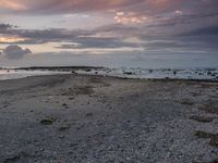 a sunset beach with some shells on it and a white frisbee on the shore