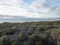 a view of the ocean and a beach from the cliffs in the distance, near a trail