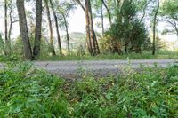 a dirt road surrounded by some tall trees with sun streaming through the leaves on each side