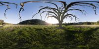 a dead tree in the sun, surrounded by grass and trees, with hills in the background