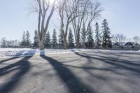 Dawn in Ontario: Nature's Tree Branches