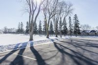 Dawn in Ontario: Nature's Tree Branches