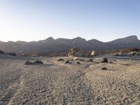 a desert area with rocks, trees and mountains in the background with a clear blue sky