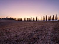 the view of a line of trees at dusk in the countryside area of tuscan