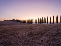 the view of a line of trees at dusk in the countryside area of tuscan