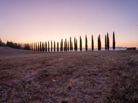 the view of a line of trees at dusk in the countryside area of tuscan