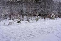 a snow skier travels along a snowy trail in the woods and trees of a city