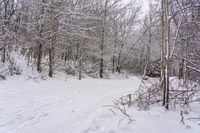 Dawn Landscape in Canada, Ontario: Under a Grey Sky