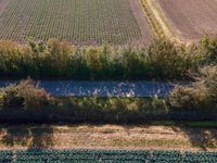 a truck driving past the centerline of a farm and a field full of crops