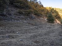 a lone yellow horse standing on top of a hillside covered in rocks and grass a forest is visible behind it