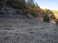 a lone yellow horse standing on top of a hillside covered in rocks and grass a forest is visible behind it