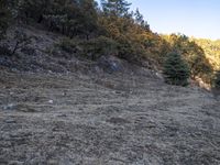 a lone yellow horse standing on top of a hillside covered in rocks and grass a forest is visible behind it