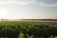 the sun is setting on a corn field, with fog over the fields and crops