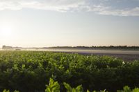 the sun is setting on a corn field, with fog over the fields and crops