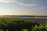 the sun is setting on a corn field, with fog over the fields and crops