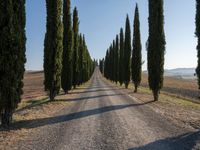 the winding road in the countryside leads through cypress trees to tuscani fields, just before dawn