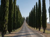 the winding road in the countryside leads through cypress trees to tuscani fields, just before dawn