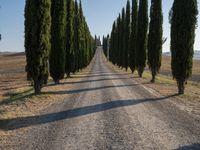 the winding road in the countryside leads through cypress trees to tuscani fields, just before dawn