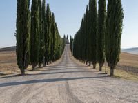 Dawn Landscape in Tuscany: A Rural Road