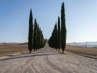 Dawn Landscape in Tuscany: A Rural Road