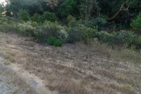 the dirt is in between some trees and bushes as sun rises above the hills to the left