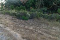 the dirt is in between some trees and bushes as sun rises above the hills to the left