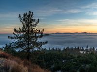 a sunset in the distance with fog over a valley below it and a pine tree