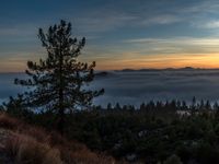 a sunset in the distance with fog over a valley below it and a pine tree