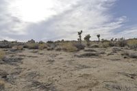 Dawn Over the California Desert Road