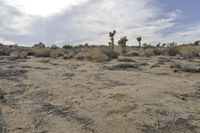 Dawn Over the California Desert Road