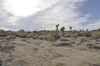 Dawn Over the California Desert Road