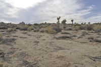 Dawn Over the California Desert Road