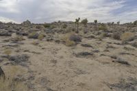 Dawn Over the California Desert Road