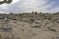 Dawn Over the California Desert Road