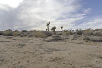 Dawn Over the California Desert Road