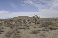 Dawn Over the California Desert Road