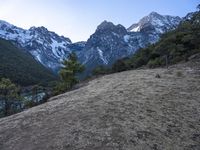 three dogs are on the side of a mountain with their back pack out on the grass