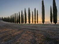 the sun is rising behind a row of cypress trees in the countryside of tuscany, italy