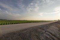 Dawn in Rural Canada: Low Clouds and a Lush Field
