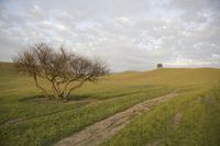 a green grassy landscape with trees on top of the hill and a dirt road going up to it