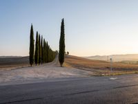 an empty country road lined with tall trees on the side of the road in front of a wheat field