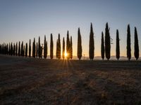 the sun sets behind a row of trees in a field with grass and graveled fields