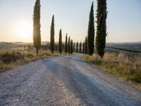 a road surrounded by tall cypress trees in the sunset with a dirt road leading away