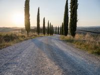 a road surrounded by tall cypress trees in the sunset with a dirt road leading away