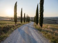 a road surrounded by tall cypress trees in the sunset with a dirt road leading away