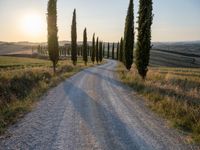 a road surrounded by tall cypress trees in the sunset with a dirt road leading away